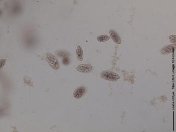 M004 100x.JPG